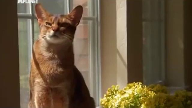 Абиссинская кошка смотреть онлайн