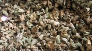 Шалфей мускатный, посадка и применение