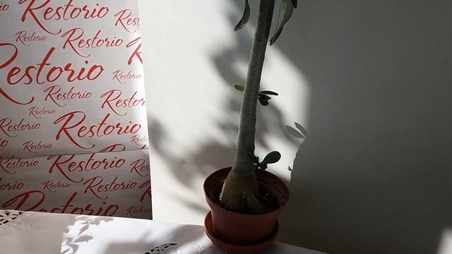 Адениум из семян когда зацветет смотреть онлайн