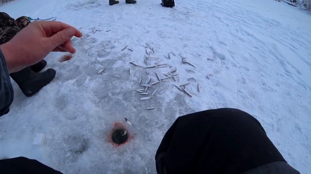 Клюёт - ТОЛЬКО ОПУСКАЙ! Самая вкусная местная рыбка! Мой новый уникальный зимний ящик ! смотреть онлайн