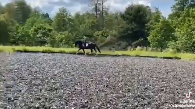 Dressage horse 5 yo смотреть онлайн