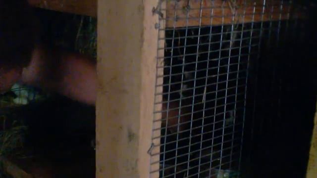 Кормим кроликов,какие Ризены ласкушки. смотреть онлайн