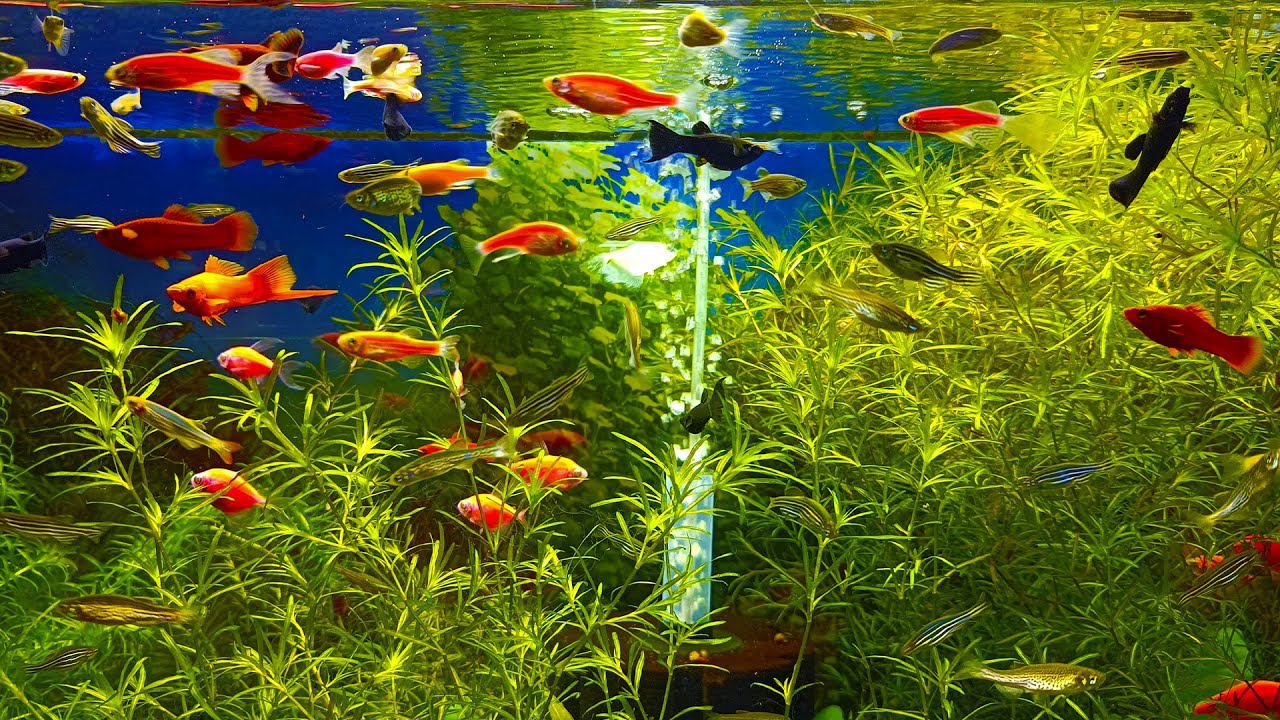 Красивые аквариумы 4К смотреть онлайн