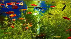 Красивые аквариумы 4К