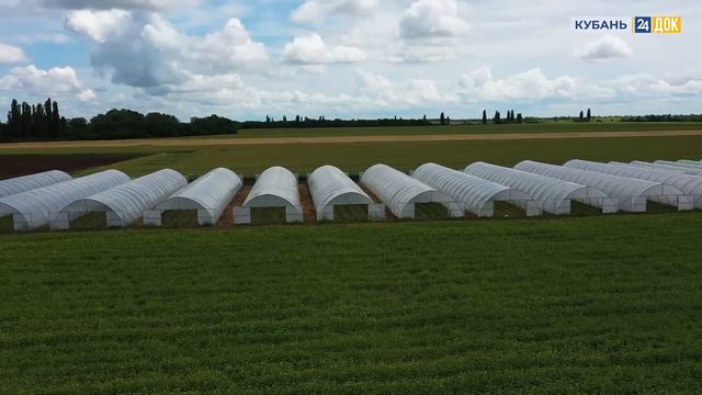 Пиратская Клубника