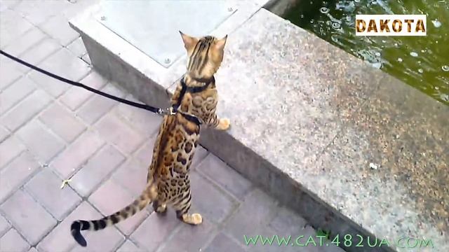 Дакота, первая прогулка, часть 2, самая красивая и самая умная в мире кошка бенгальской породы смотреть онлайн