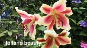 20 сортов лилий ГИГАНТОВ,ОТ-ГИБРИДОВ.