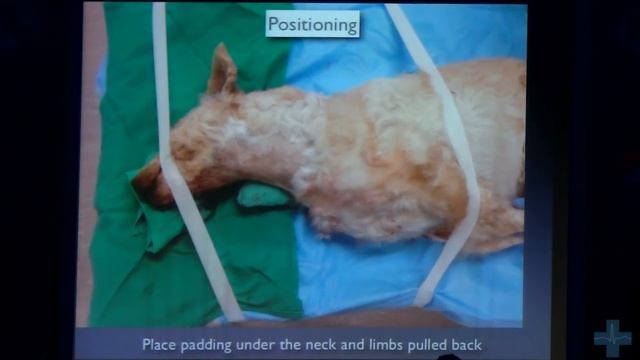 Хирургия гортани у собак. Laryngeal Paralysis смотреть онлайн