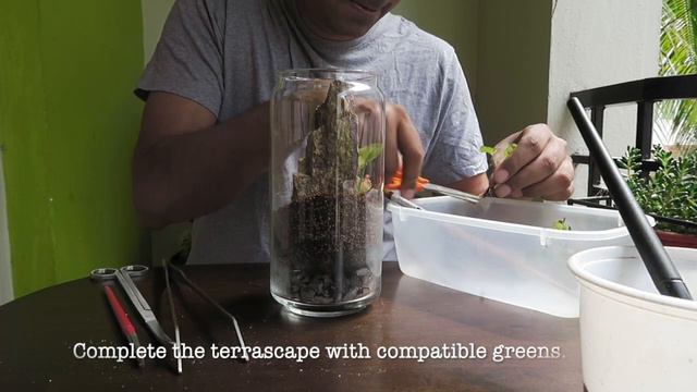 How To Make A Syngonium Terrarium