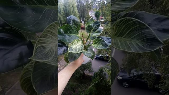 Філодендрон Біркін 💚 Люблю його 💚 смотреть онлайн