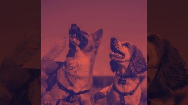Groovy Backdrops for Sleeping Pups смотреть онлайн