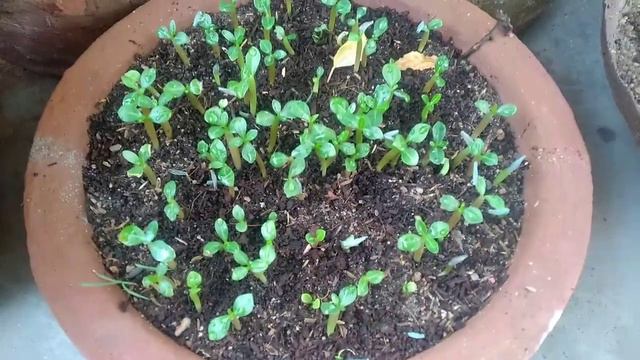 Adenium सीडलिंग की देखभाल गर्मियों में कैसे करें / 25 Day's Adenium Seedlings Care in Summer смотреть онлайн