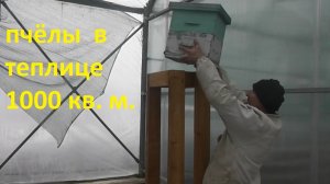 поставил пчёл в промышленную теплицу