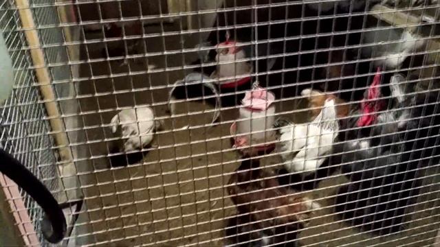 День 11 Мы дома! Бояринцевы. Пчелы, куры, а так хотелось в Лувр... //Живая Баня Иван Бояринцев смотреть онлайн