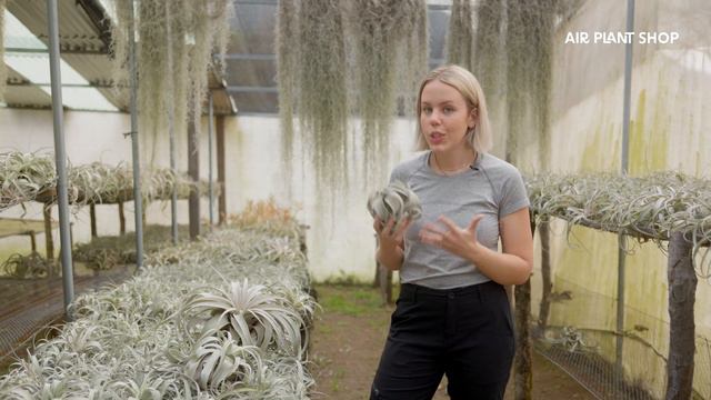 Air Plant Spotlight | Tillandsia Xerographica смотреть онлайн