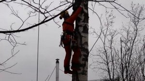 Подъем на петлях. Арбористика обучение или как залезть на дерево