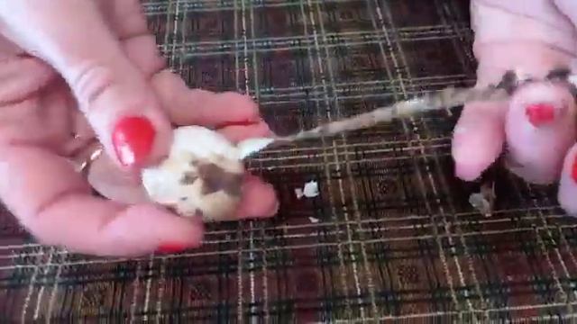 How to quickly peel quail eggs/ Как быстро почистить перепелиные яйца смотреть онлайн
