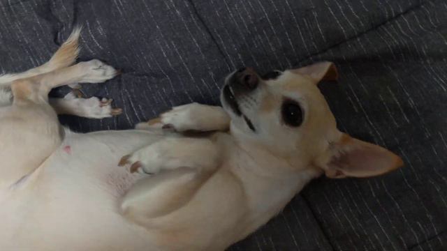 Chihuahua is allergic to walks смотреть онлайн