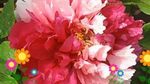 Пион древовидный сестры киао. Краткий обзор, описание характеристик paeonia suffruticosa