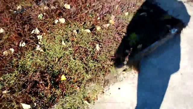 Урожайность клюквы . Сравнение сортов . смотреть онлайн