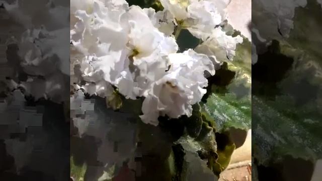 Фиалка Букет невесты (К.Морев)/Violet Bridal Bouquet (K.Morev)