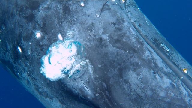 Swimming with whales in Tonga - A big bubble of air & getting stuck between a whale and myself ;-) смотреть онлайн