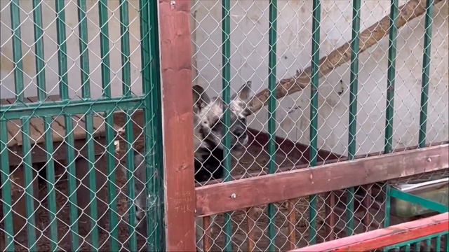 Экзотик парк, наша любимое место. 12.09.2023. Софи 2года💕 смотреть онлайн