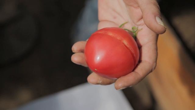 ТОМАТ МАЛИНОВАЯ ИМПЕРИЯ F1 раннеспелый супер - гибрид для теплиц и открытого грунта смотреть онлайн