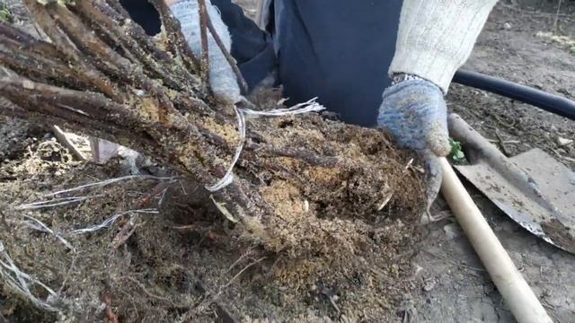 Саженцы от питомника "Школьный сад". Сажаем малину. смотреть онлайн