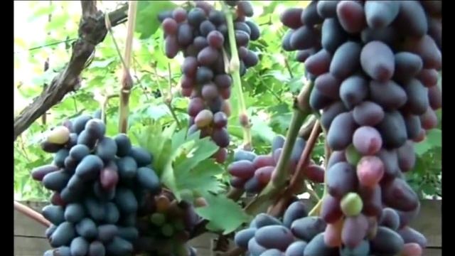 160 сортов винограда на садовом участке смотреть онлайн