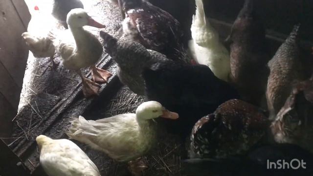 Дієта для курей запорука хорошої яйценосності. Садим красунь на дієту. Кури зажиріли, жах! смотреть онлайн