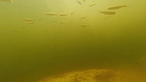 Подводная съемка