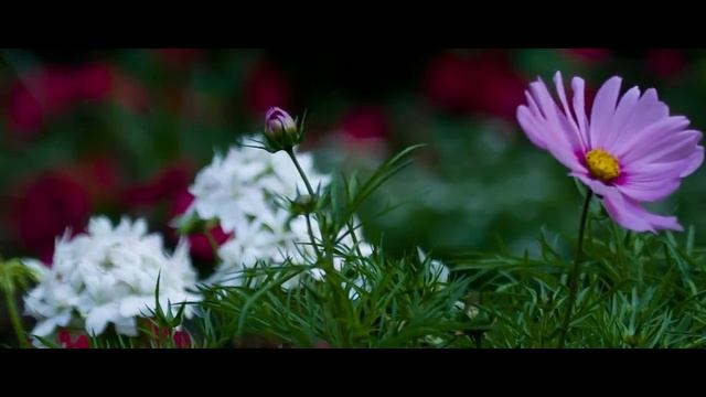 Flowers at "Planten und Blomen", Hamburg смотреть онлайн