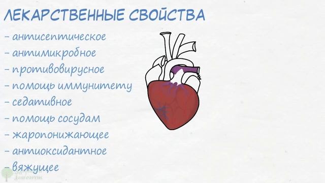 ЛЕГЕНДАРНАЯ СЛАВЯНСКАЯ ЗАВАРКА! Вся мощь природы в одной чашке! Сердце и сосуды, гипертония и... смотреть онлайн