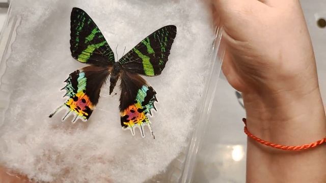 Настоящие тропические бабочки. От заводчиков для творчества смотреть онлайн