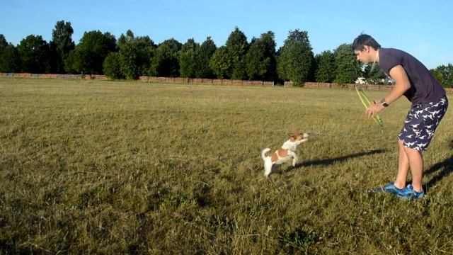 Jack Russell дрессировка