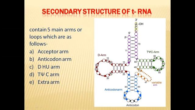 RNA Structure and Types смотреть онлайн