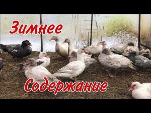 Как я содержу Индоуток и Гусей зимой / Где содержать Мускусных уток зимой / Как спасти от морозов ?