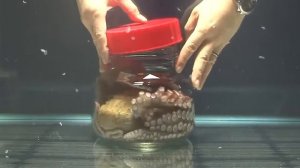 Осьминог в деле! Битва с акулой, орланом и человеком