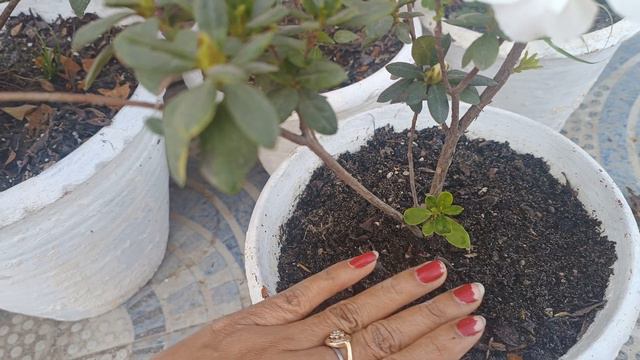 All about summer care of Azalea Plant|| Most beautiful plant Azaleas|| winter plant смотреть онлайн