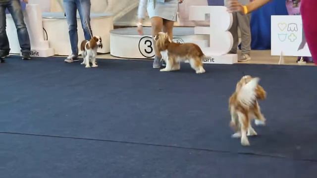 МОНО ККЧС ЧЕЛЯБИНСК 18.08.18 КЛ ЮНИОРОВ, СУКИ, ВЫБОР. смотреть онлайн