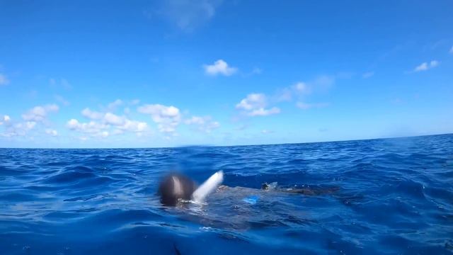 MASSIVE FISH Speared Using PRIMAL GEAR! | Whales | Sharks | Trip of a LIFETIME! смотреть онлайн