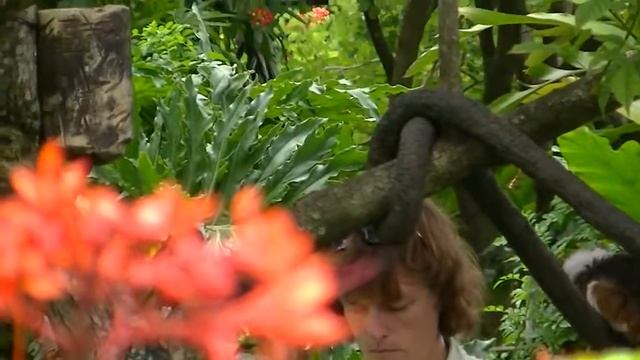 Cotton-top Tamarin at Animal Kingdom 7/3/2013 #6 смотреть онлайн