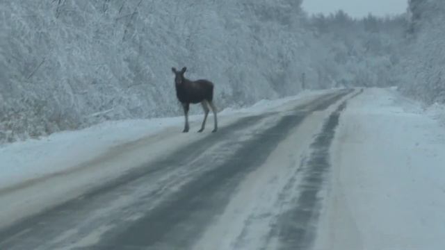 🦒Встреча с лосями на дороге! 🚦Ни один лось в этой съемке не пострадал! смотреть онлайн