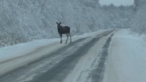 🦒Встреча с лосями на дороге! 🚦Ни один лось в этой съемке не пострадал!
