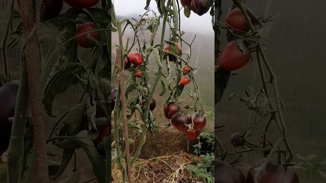 Сорт Томата ОРКЕСТР СЕРЖАНТА ПЕППЕРА 2022 Г //ВАЦАП ДЛЯ ЗАКАЗА КАТАЛОГА 89152458159 ПИСЬМЕННО смотреть онлайн