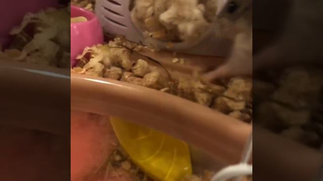 Обзор на клетку😘Почему Чери не крутит колесо😱Где Шери🥰 смотреть онлайн