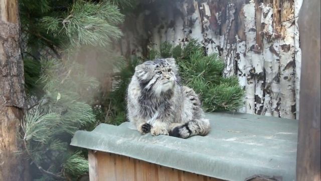Сибирский манул Зеленогорск наслаждается теплым денечком. смотреть онлайн