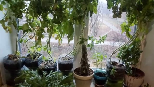 Томат комнатный, томат вишенка на подоконнике, Компактный! смотреть онлайн