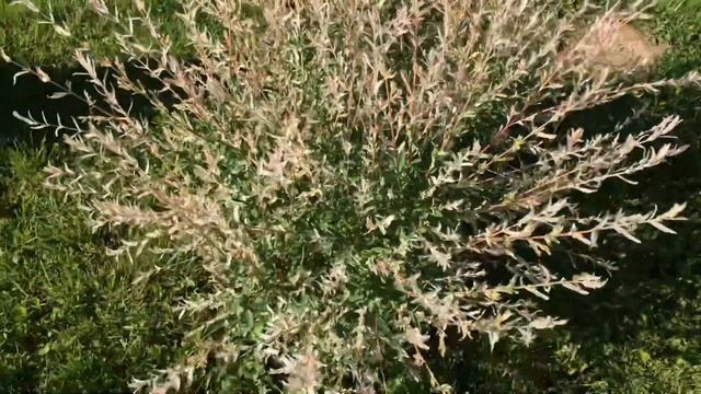 Выбираем растения для зеленого черенкования летом. смотреть онлайн